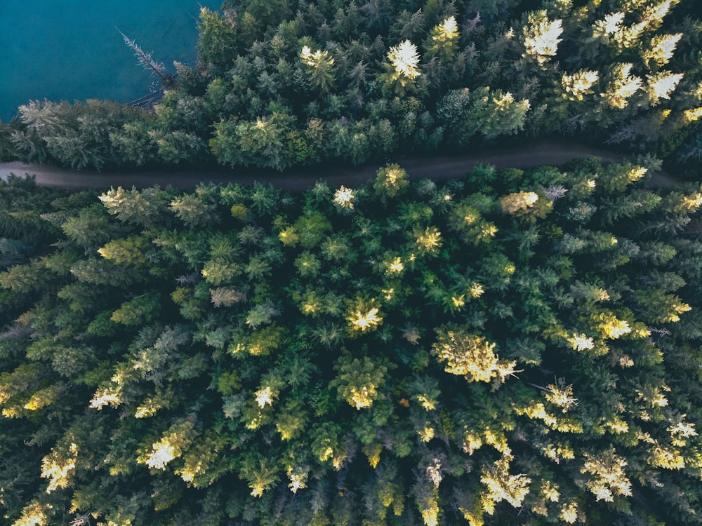 aerial photography of trees