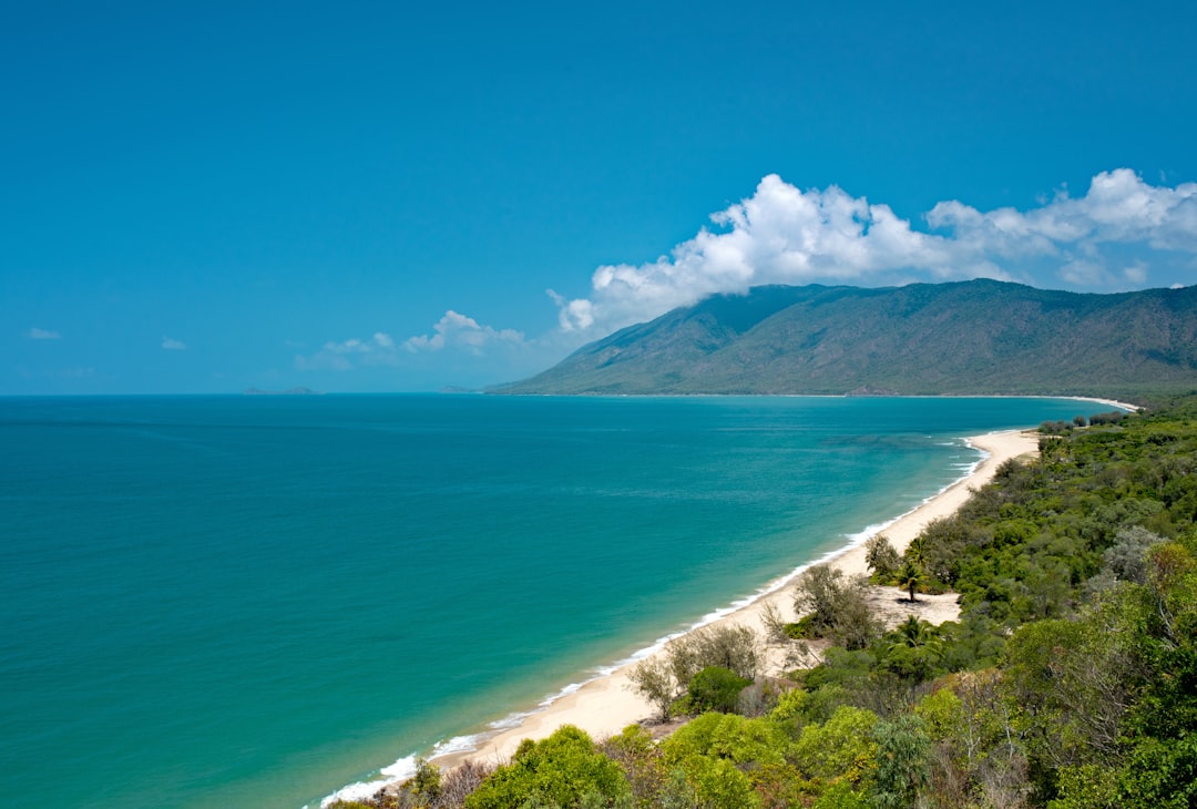 seashore near trees