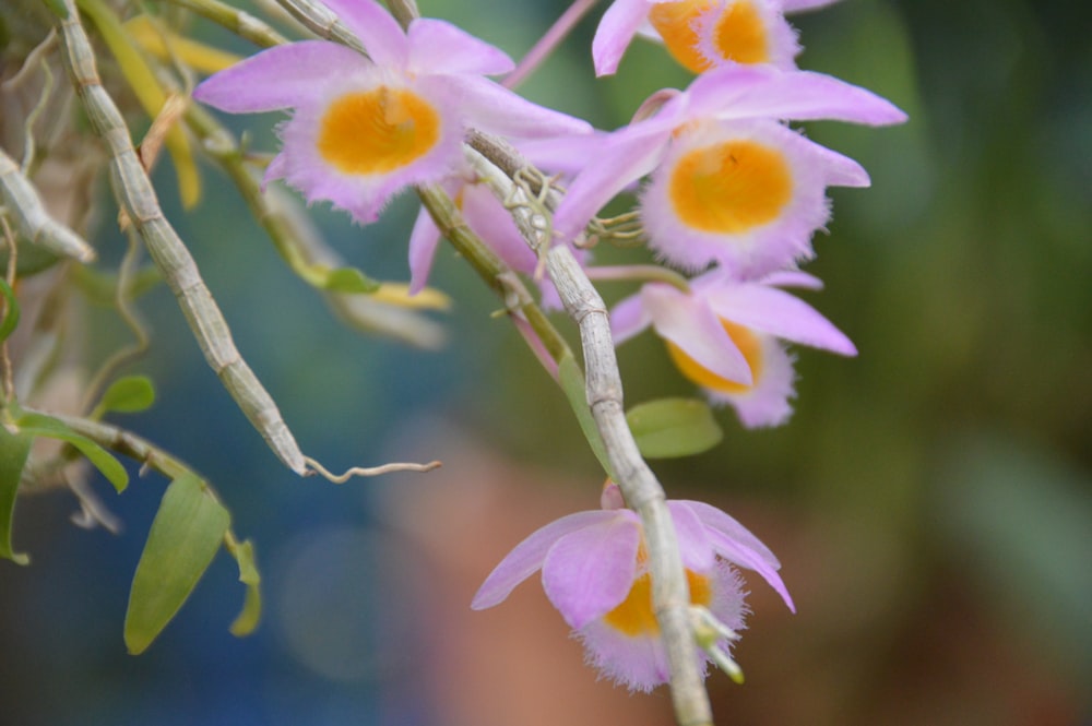 selective focus photography of pink and yellow flowers