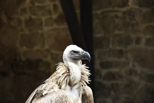 Side profile of an Iraq Hatch bird highlighting its thick bone structure and poised stance.