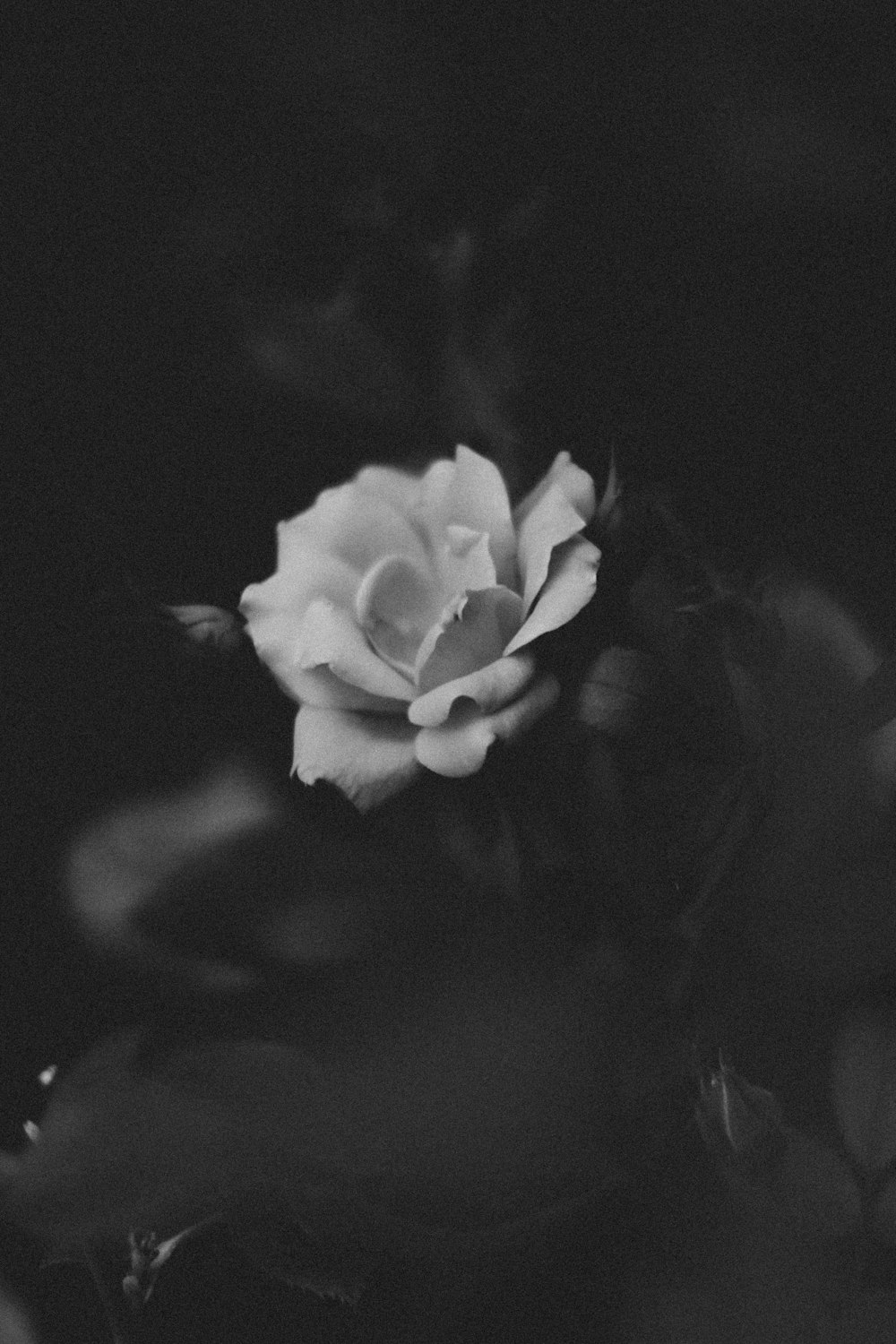 grayscale photography of flower