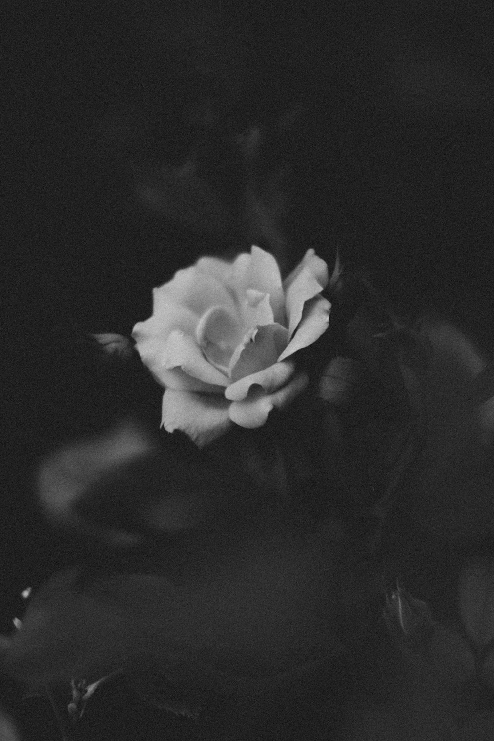 Photographie en niveaux de gris de fleur