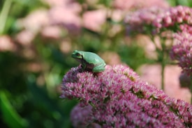 A small green frog sits comfortably on a cluster of pinkish-purple flowers, surrounded by blurred greenery in the background. The frog's vibrant color contrasts with the blooming flowers, creating a serene and natural setting.