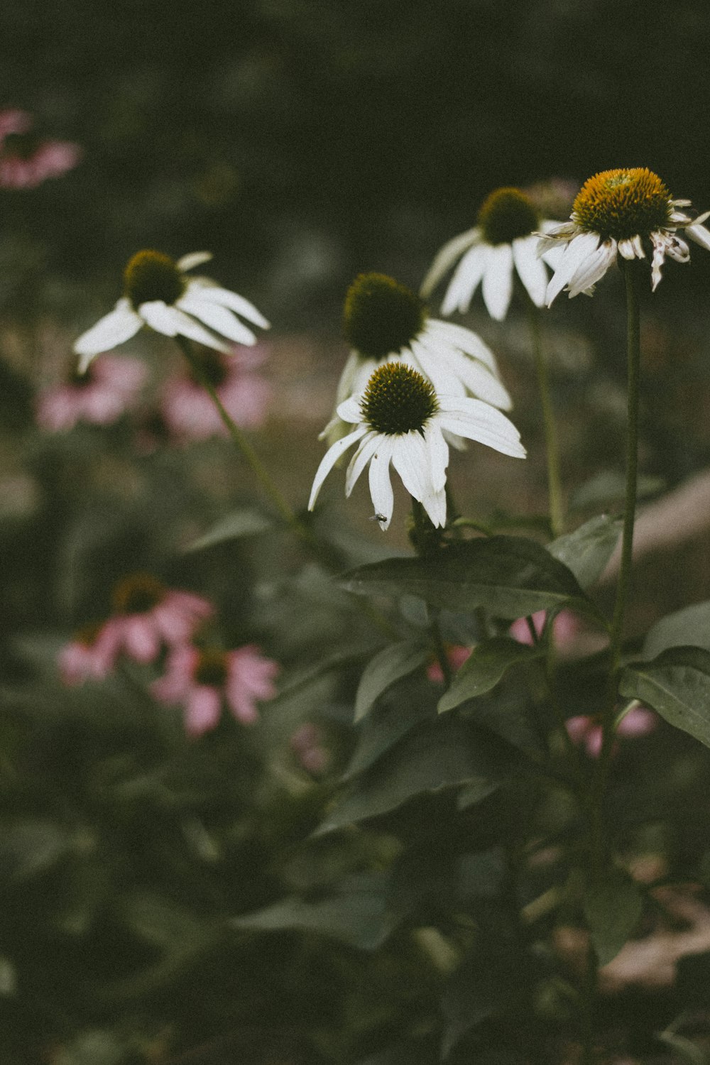 fünf weiße Gänseblümchen