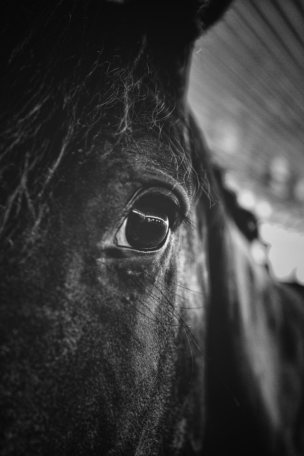 grayscale photography of horse