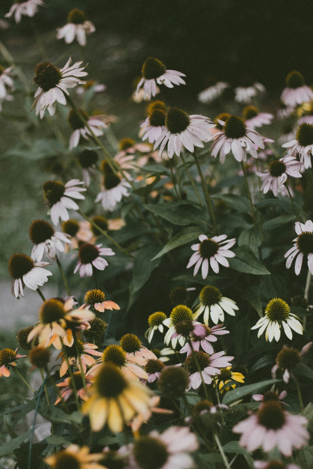 flores de pétalos blancos