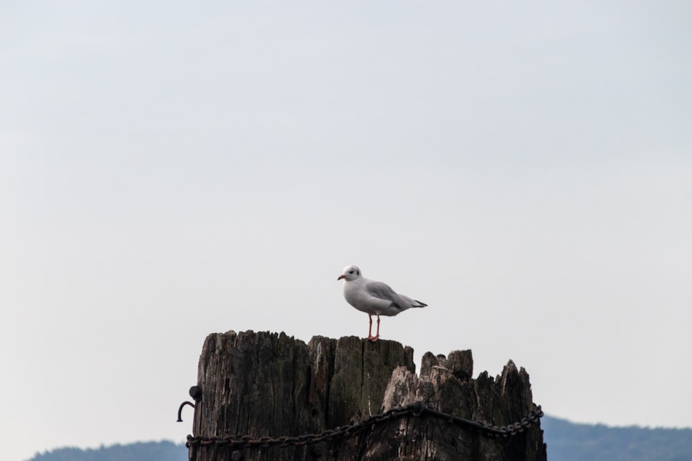 seagull perching on brown wooden pole