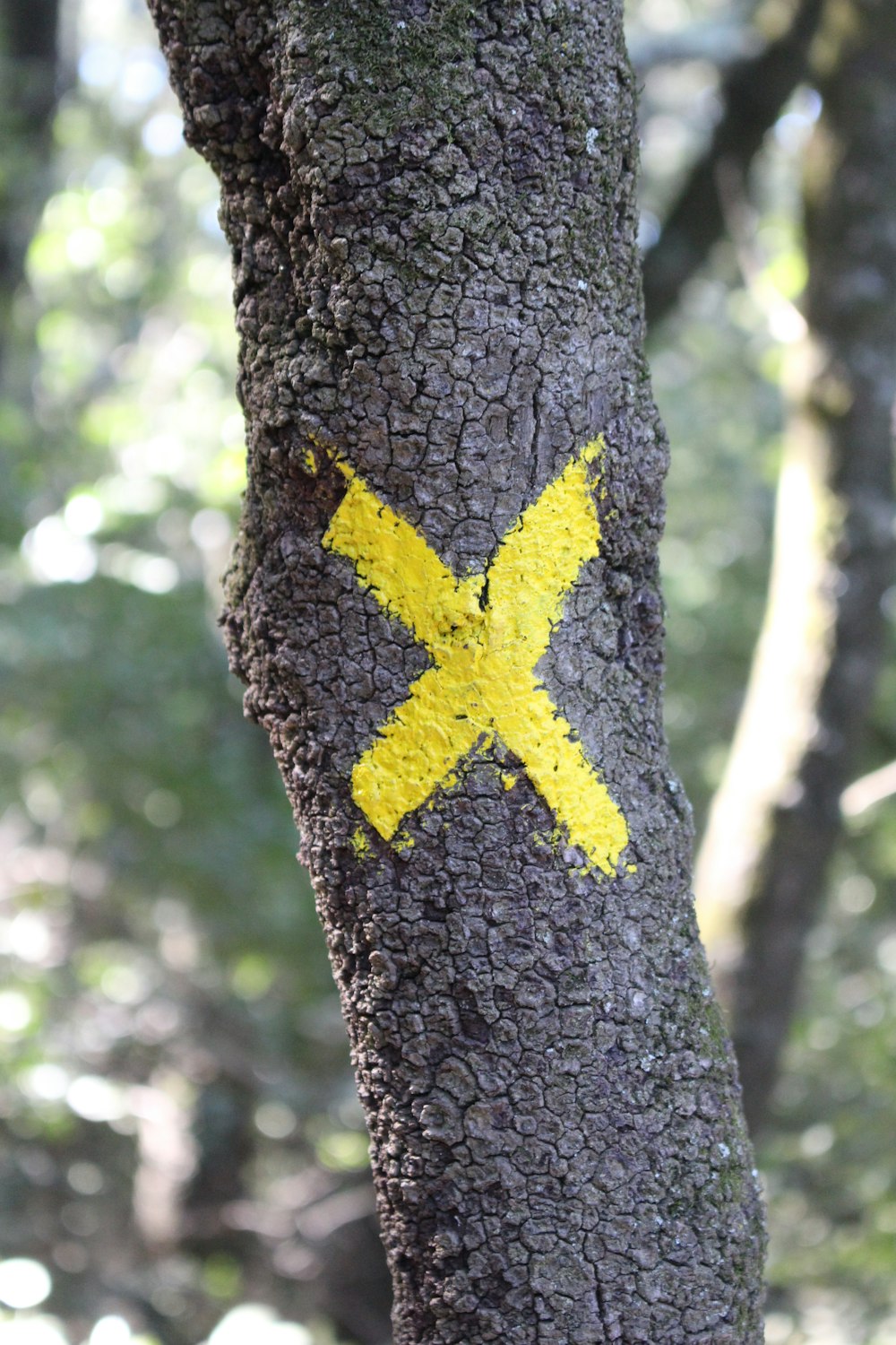 yellow X mark on the branch