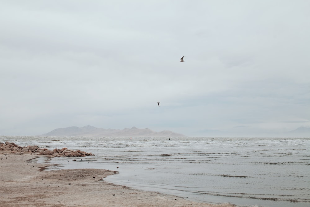 bird flying on shore