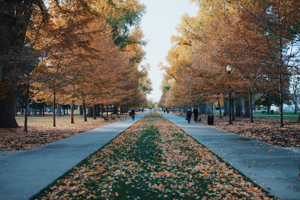 two asphalt road surrounded by trees