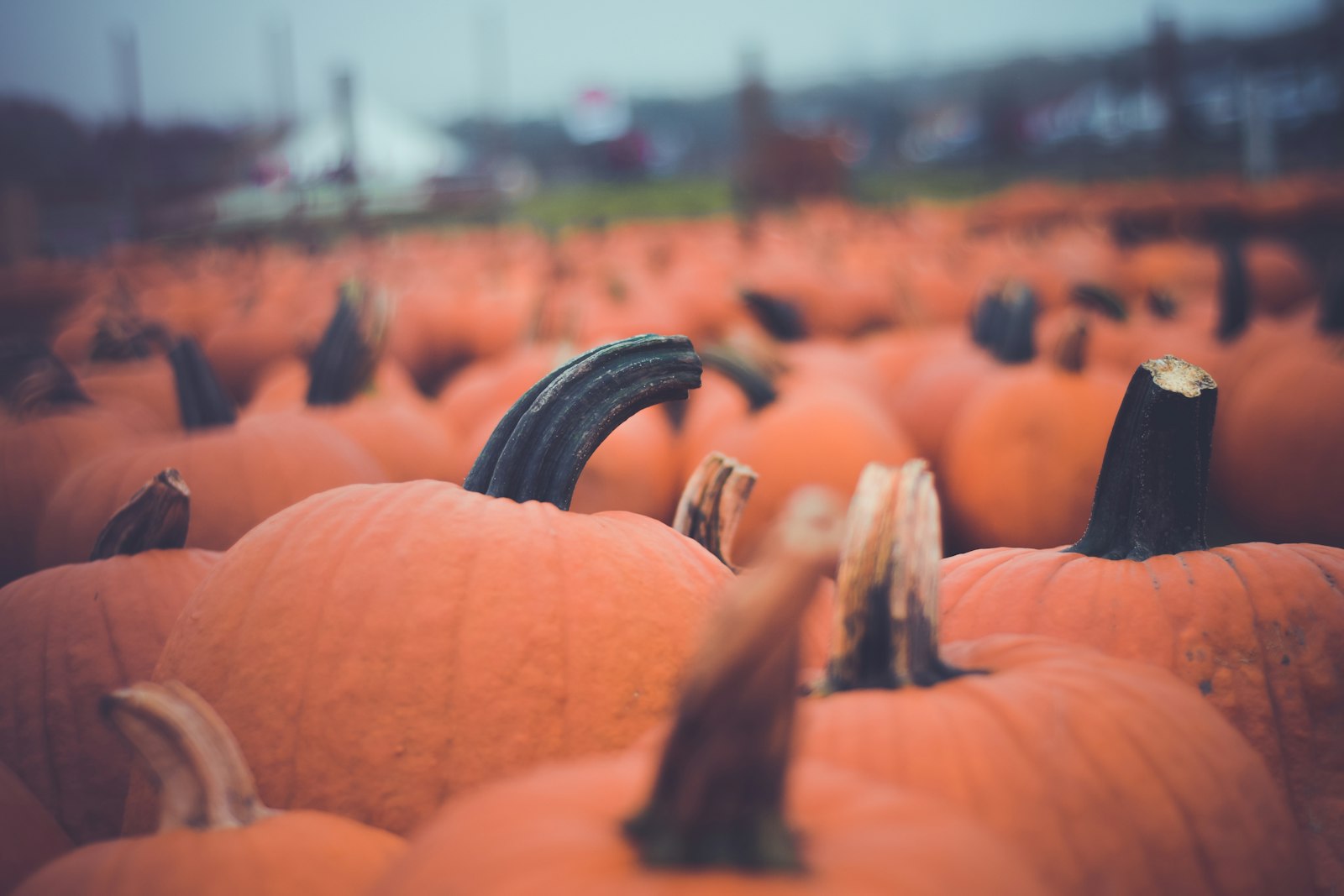 Nikon D5300 + Nikon AF Nikkor 50mm F1.8D sample photo. Pumpkin lot photography