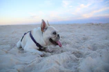 A playful French Bulldog puppy lounging on a sunlit porch with Rockwall's lake in the background.