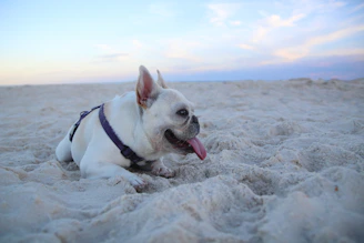 A sleek blue French bulldog puppy playing in a sunlit Texas backyard.