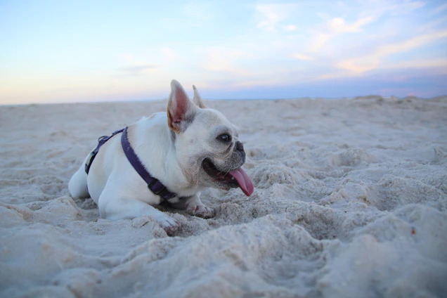 A playful French Bulldog puppy with a bright blue collar, happily exploring a sunny park in Rockwall, Texas, with Lake Ray Hubbard visible in the background.