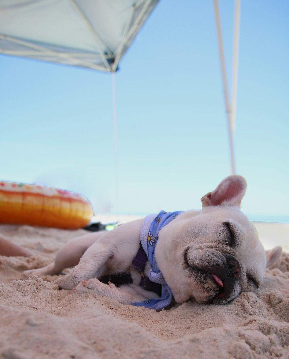 French bulldog on beach