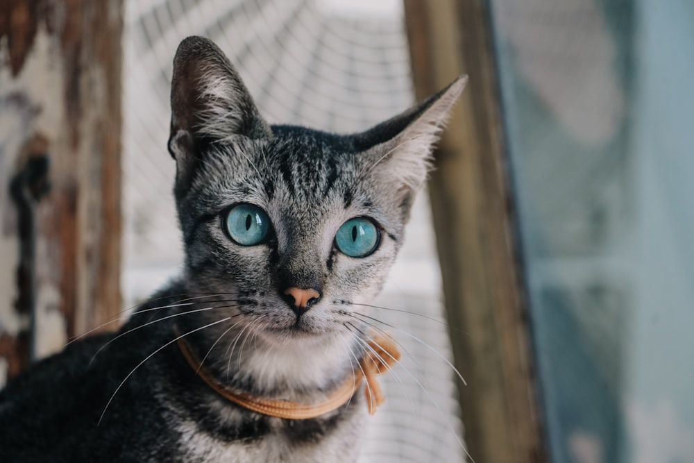 short-haired black cat