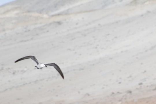 white and black bird in Antofagasta Chile