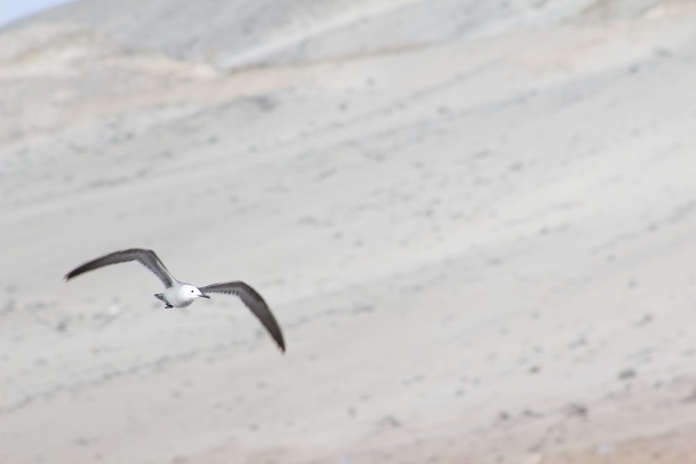 white and black bird