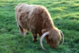 A shaggy, horned cow grazes peacefully on a lush green field. Its long, thick coat is a light brown color, and the grass around it is vibrant and well-maintained.