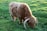 A shaggy, horned cow grazes peacefully on a lush green field. Its long, thick coat is a light brown color, and the grass around it is vibrant and well-maintained.