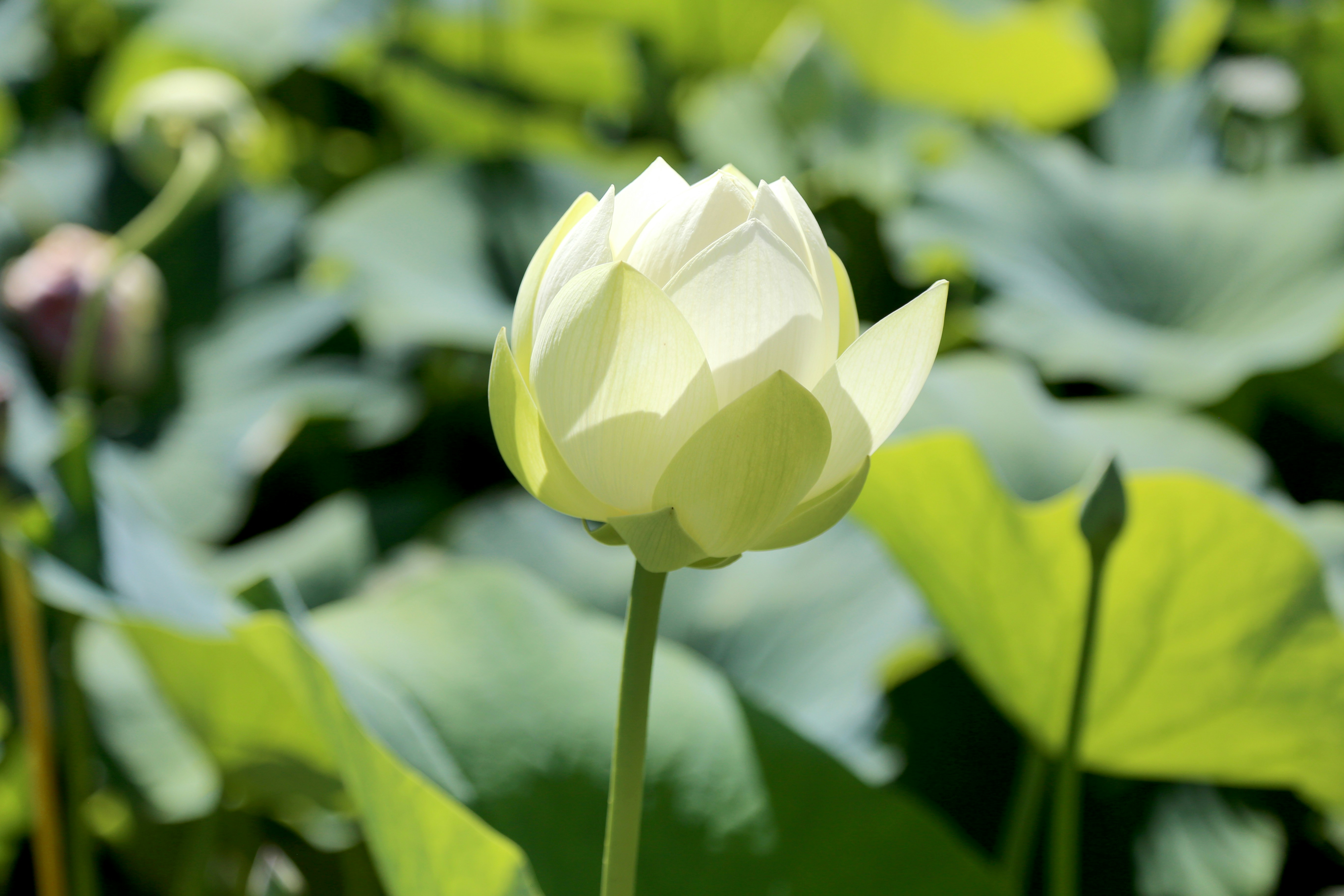 Blue Lotus Pictures Download Free Images On Unsplash