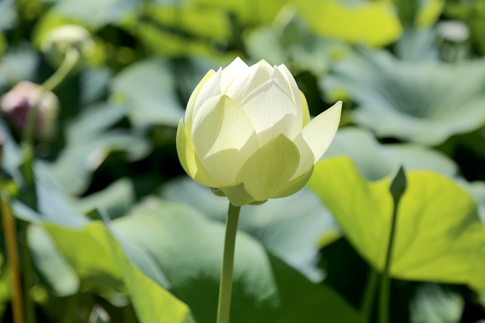 focus photography of yellow petaled flower