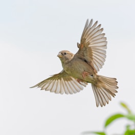 low-angle photography of brown bird