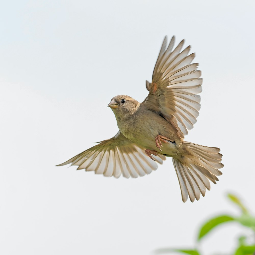 Low-Angle-Fotografie des braunen Vogels