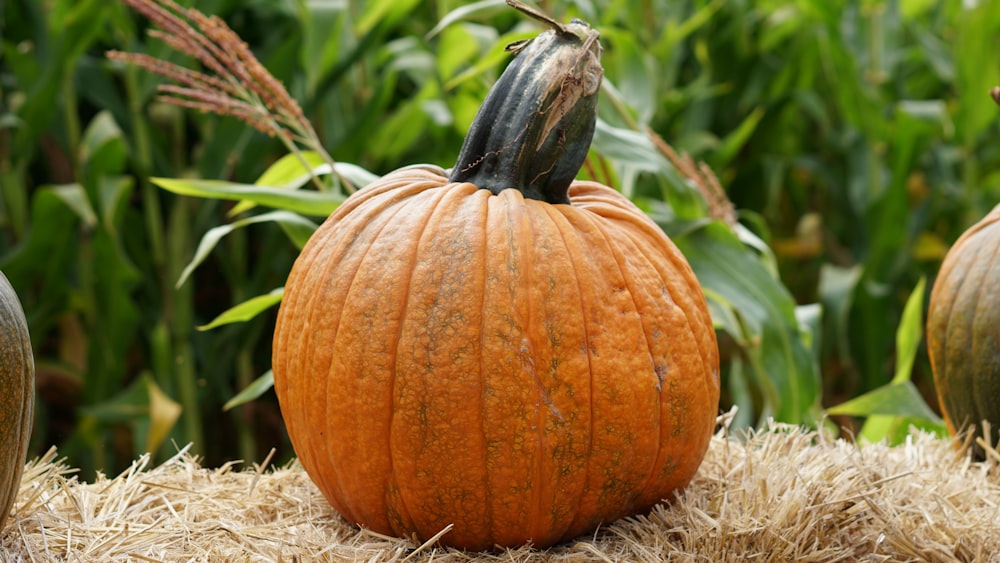 orange pumpkin near green plant