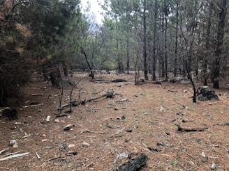 A dense North Carolina forest before clearing, with thick underbrush and invasive plants.