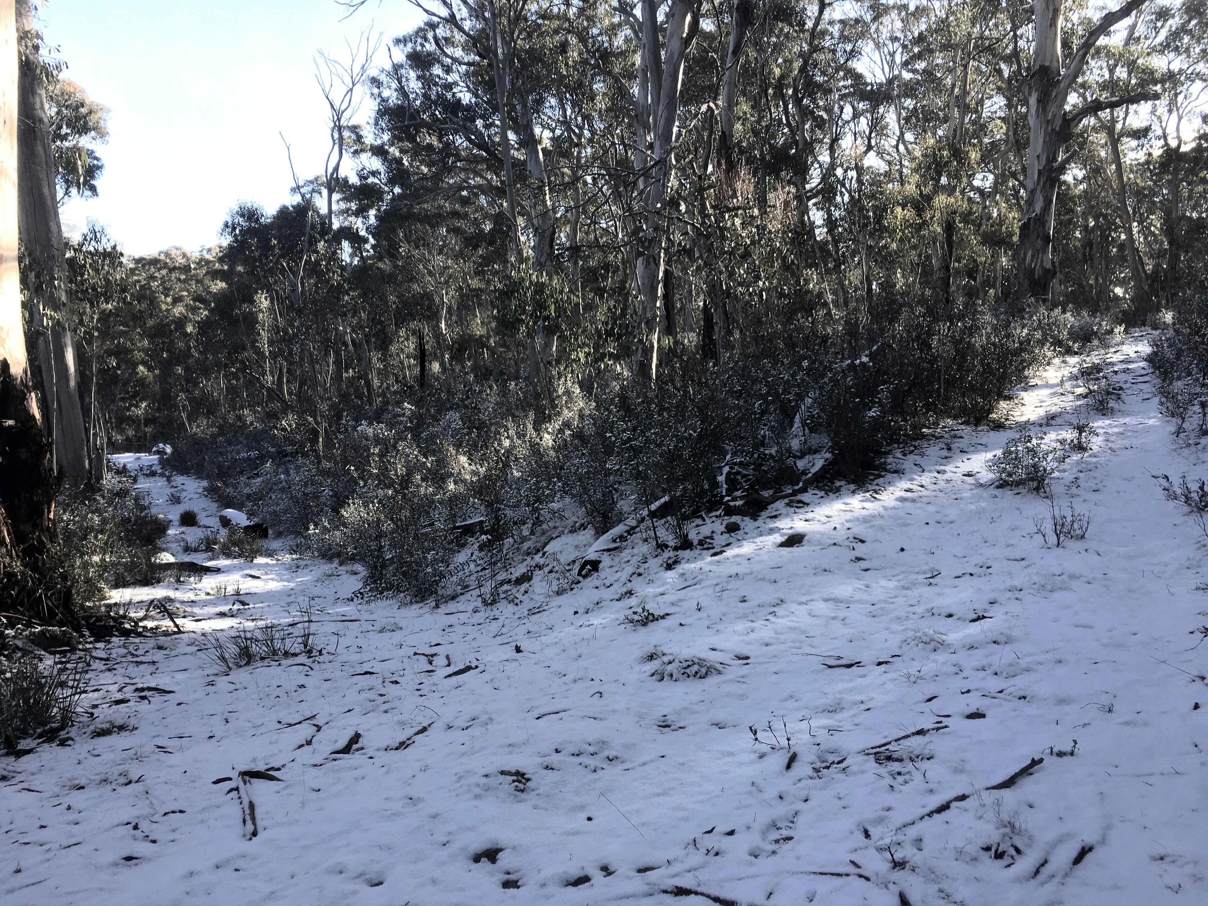 Free Corin Forest Mountain Resort Image On Unsplash