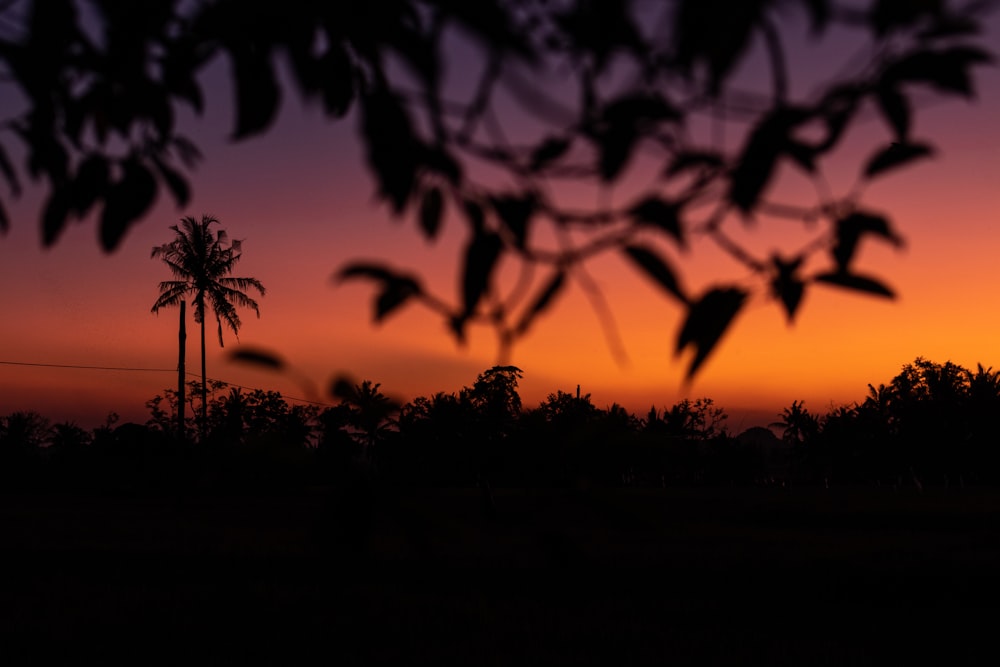 silhouette photography of leaves