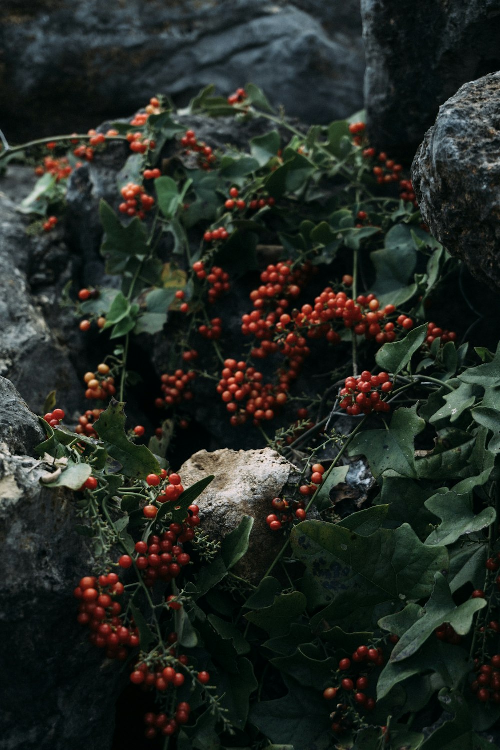 bunch of round red fruits