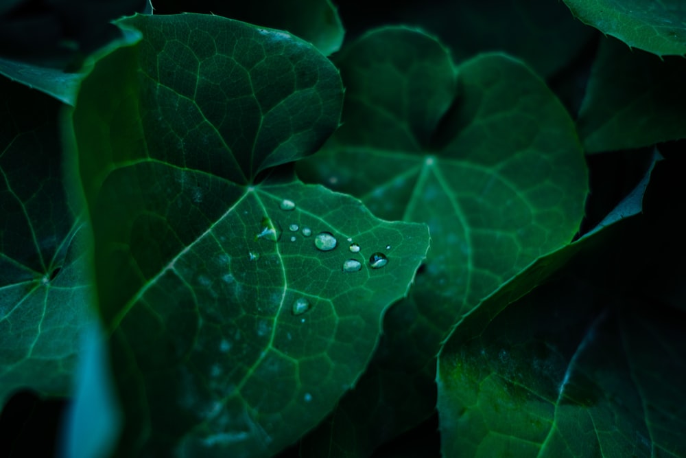 green leaf