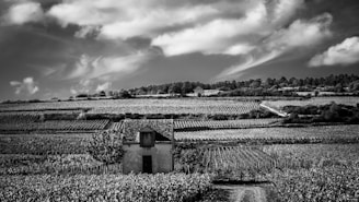 A black and white landscape featuring a small house situated in the middle of a vineyard. The vineyard stretches across rolling hills, with rows of grapevines leading up to a treeline in the distance. Wispy clouds fill the sky, adding texture to the scene.