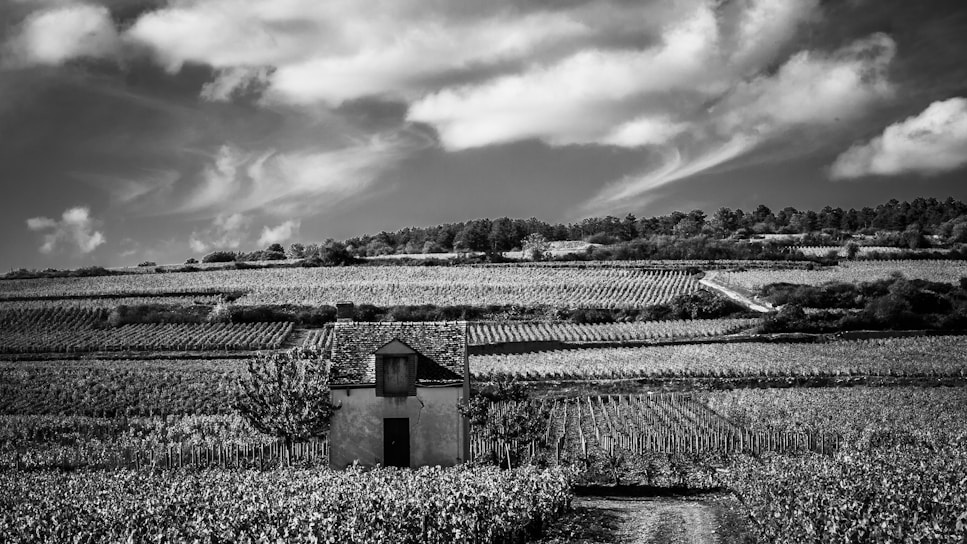 A black and white landscape featuring a small house situated in the middle of a vineyard. The vineyard stretches across rolling hills, with rows of grapevines leading up to a treeline in the distance. Wispy clouds fill the sky, adding texture to the scene.