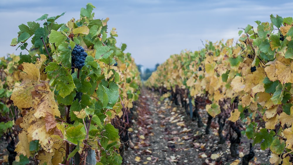 grape plants