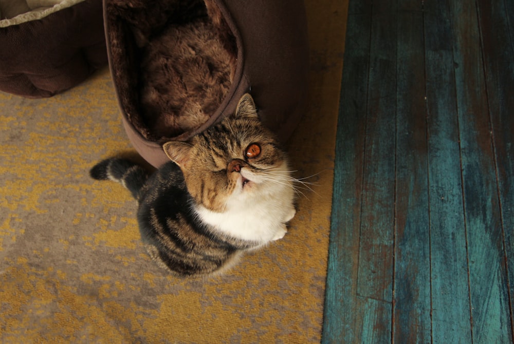 short-haired white and brown cat on floor