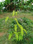 A lush green garden with vibrant foliage and small purple flowers in the foreground. The background features tall banana plants with broad leaves, contributing to a tropical atmosphere.