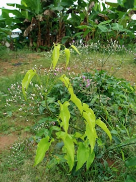 A lush green garden with vibrant foliage and small purple flowers in the foreground. The background features tall banana plants with broad leaves, contributing to a tropical atmosphere.
