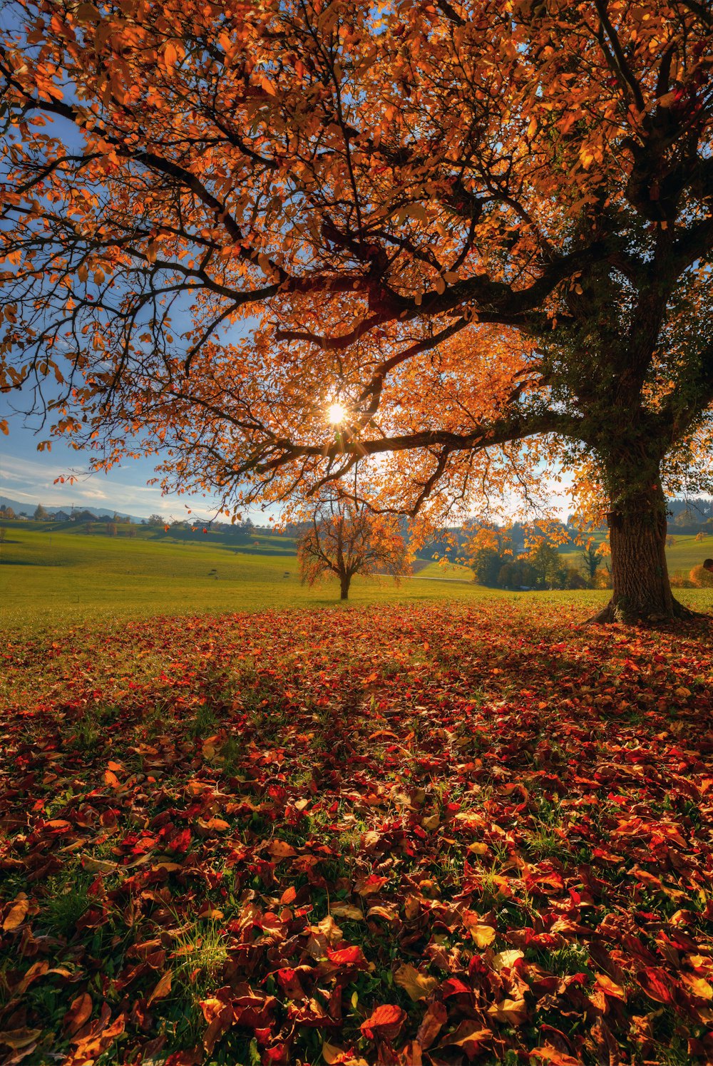 brown-leafed trees during daytime