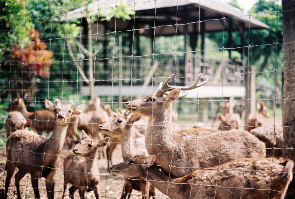 group of deer in grey metal fence