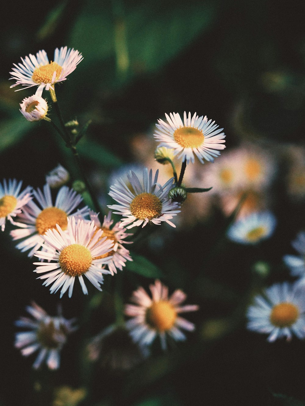 white and yellow daisy flowers