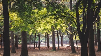 A serene forest scene with tall trees and lush green leaves. Sunlight filters through the canopy, creating a dappled pattern on the forest floor. The atmosphere is calm and tranquil, with a sense of seclusion amid the natural setting.