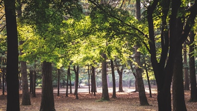 A serene forest scene with tall trees and lush green leaves. Sunlight filters through the canopy, creating a dappled pattern on the forest floor. The atmosphere is calm and tranquil, with a sense of seclusion amid the natural setting.