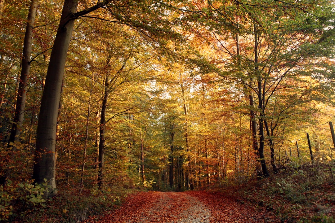 travelers stories about Forest in Vejle, Denmark