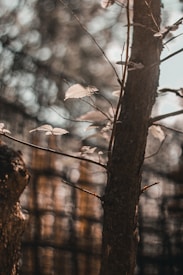 A close-up view of tree branches with a few leaves, dappled sunlight filtering through, creating a soft bokeh effect in the background. The overall tone has a warm, earthy feel with a focus on natural textures.