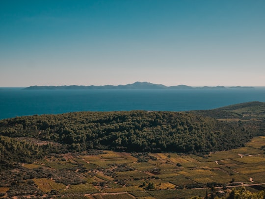 green trees near blue sea during daytime in Korčula Croatia