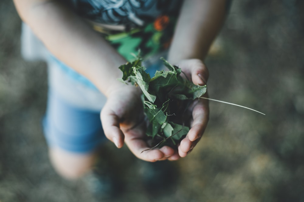 person holding green leaves