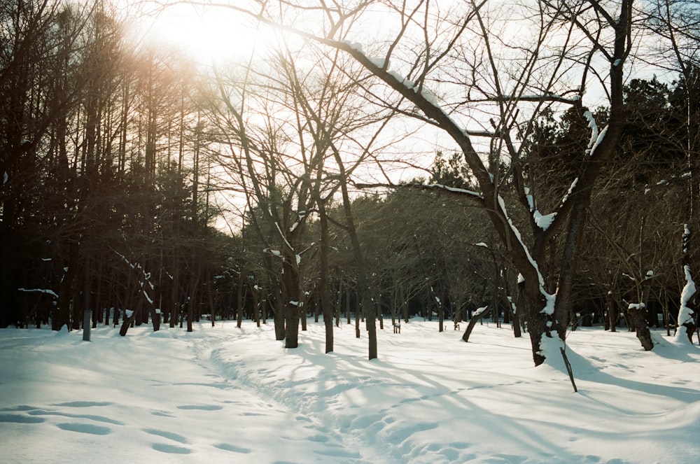 snow covered ground